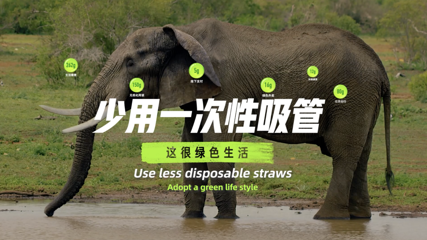 ALIPAY ANT FOREST Elephant