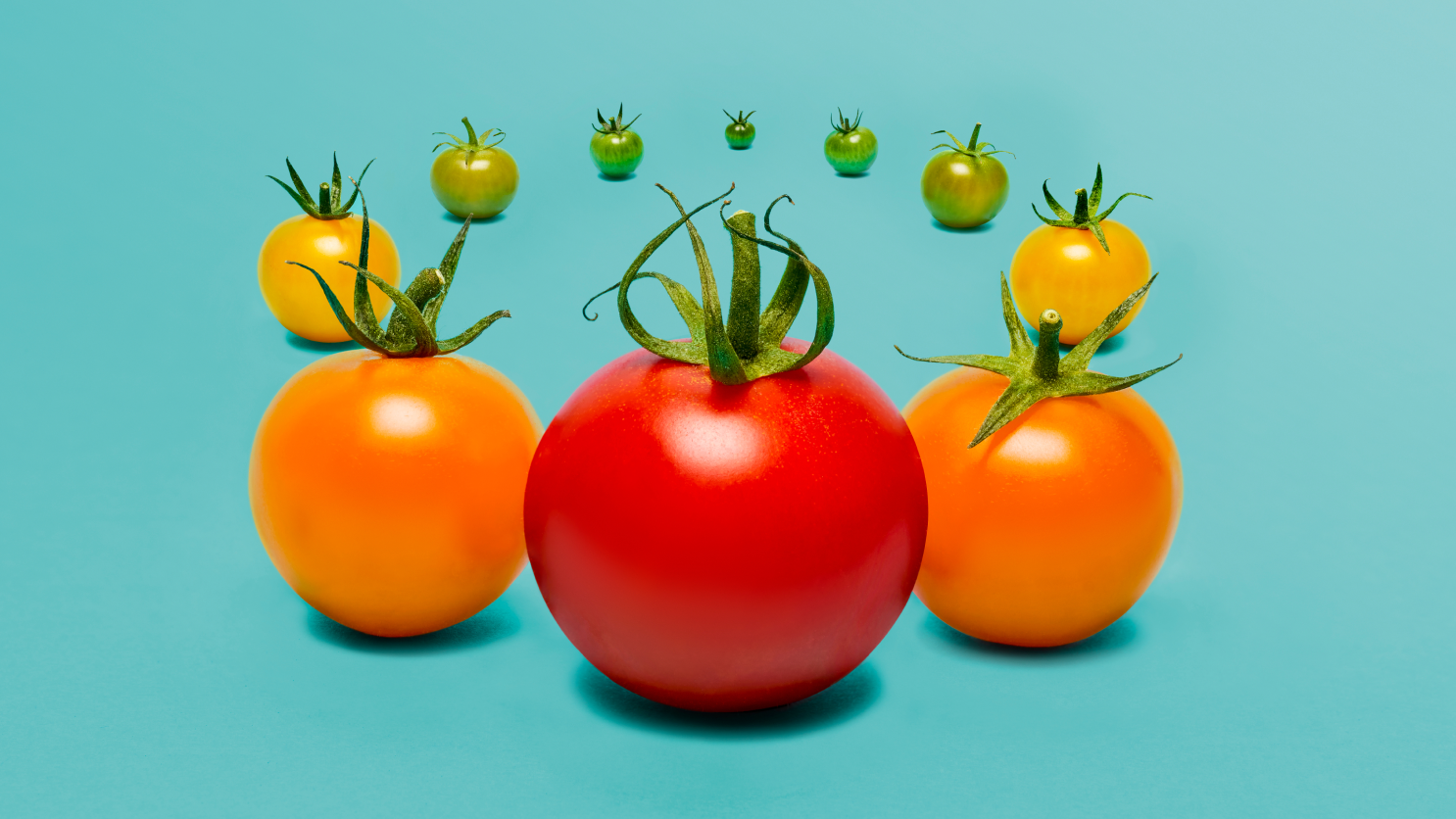 Waitrose Food styling tomatoes
