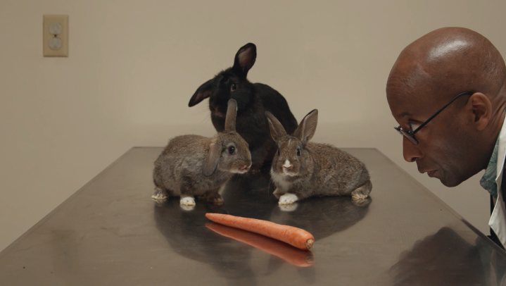 three rabbits on vets table